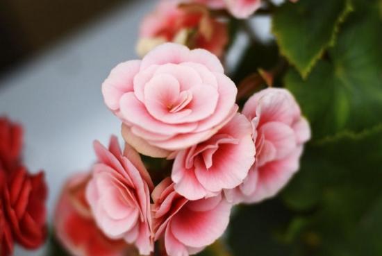 幾月買花好養_月份什么花_11月份適合養什么花