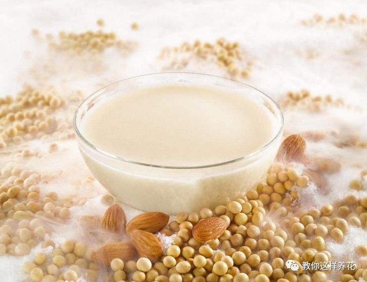 農(nóng)村喂豬的東西養(yǎng)多肉，爆盆快，葉子胖成球！