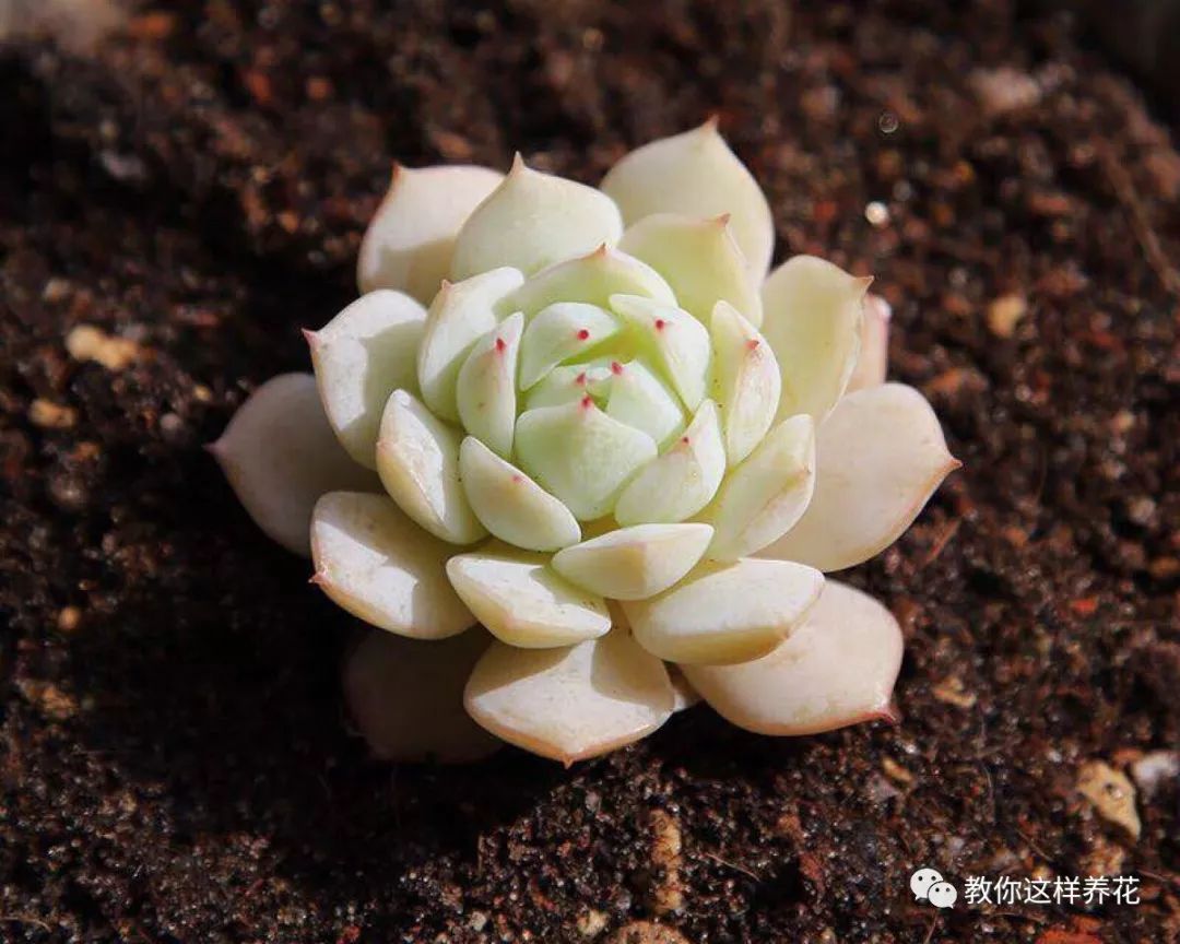 葉子養(yǎng)日常多肉好嗎_葉子養(yǎng)多肉的日常生活_葉子養(yǎng)多肉的日常