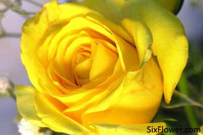 情侶道歉送什么花最適合？送多少朵？