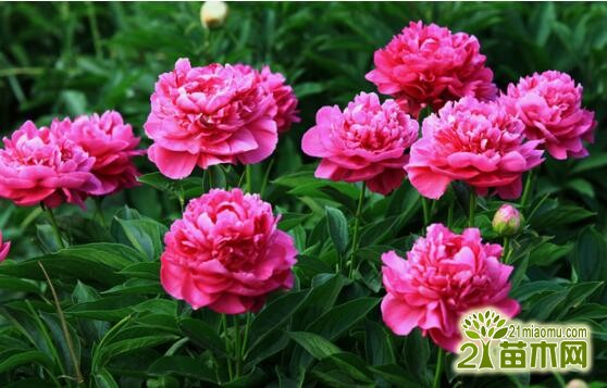 芍藥花室內怎么養？芍藥可以室內養殖嗎？