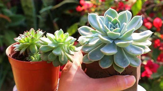 多肉太妃糖和初戀很相似，不仔細(xì)區(qū)分讓人笑話，假花友容易入坑！