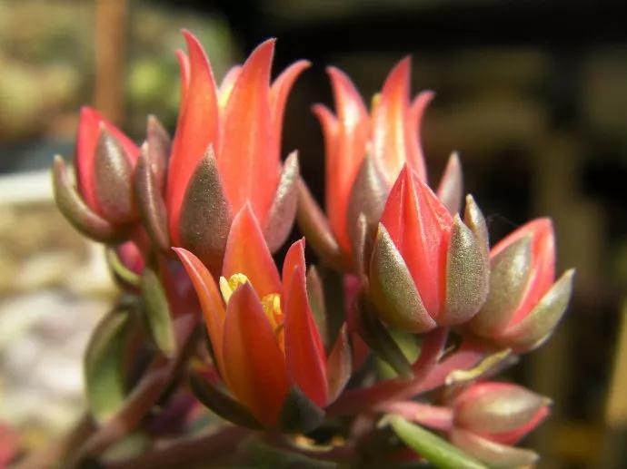 太妃糖多肉_多肉太妃糖怎么養_多肉太妃糖怎么養手捧狀