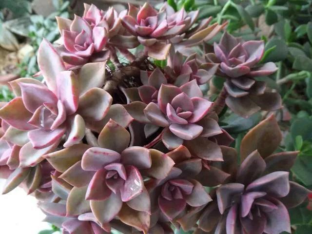 太妃糖多肉_多肉太妃糖怎么養_多肉太妃糖怎么養手捧狀