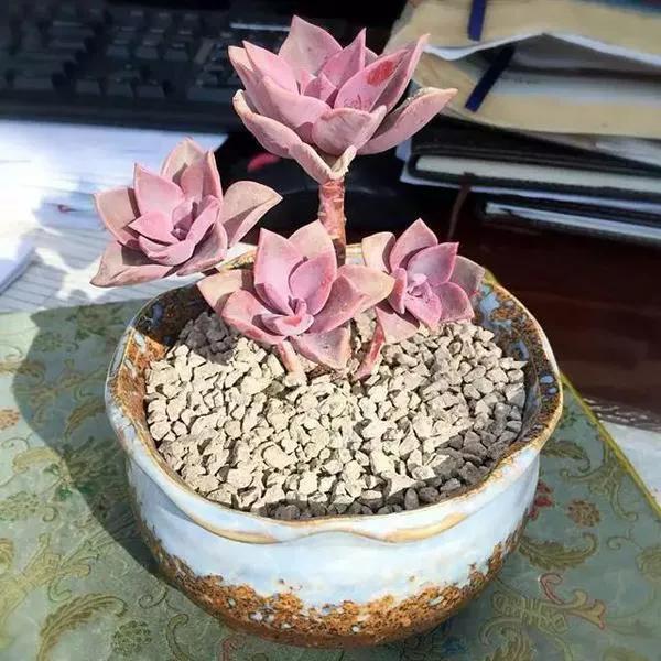 多肉太妃糖怎么養_太妃糖多肉_多肉太妃糖怎么養手捧狀