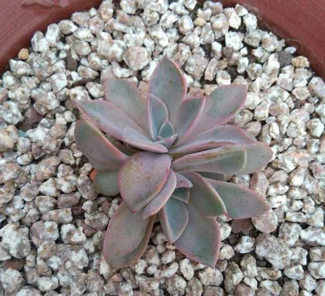 多肉太妃糖怎么養_太妃糖多肉_多肉太妃糖怎么養手捧狀