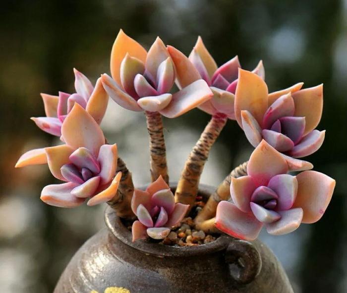 太妃糖多肉_多肉太妃糖怎么養手捧狀_多肉太妃糖怎么養