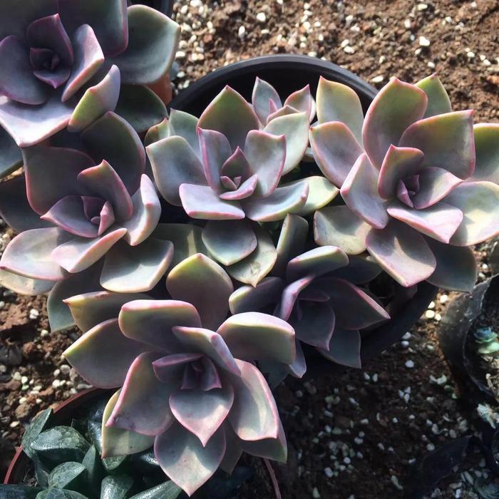 多肉太妃糖怎么養手捧狀_多肉太妃糖怎么養_太妃糖多肉