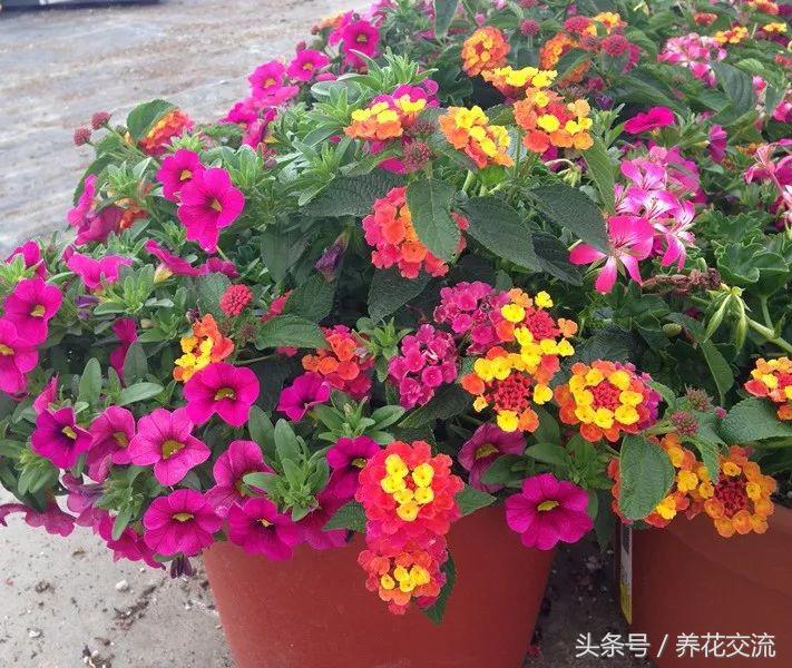 花卉盆栽適合什么土壤_花卉盆栽適合的土壤_適合盆栽的花卉