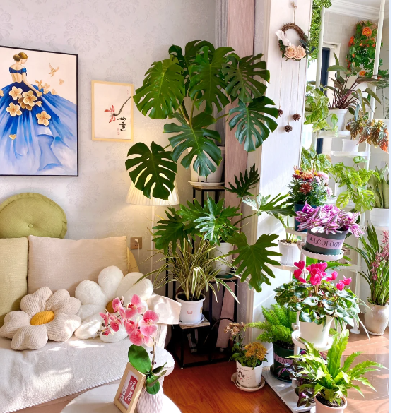 <strong>8種“陰花”，最適合客廳養，不能“曬太陽”，曬一盆死一盆！</strong>