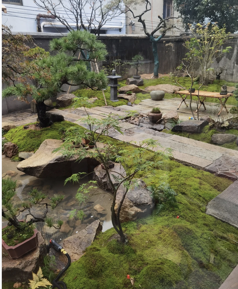 客廳養(yǎng)花有什么講究_客廳養(yǎng)花擺放圖片_客廳養(yǎng)什么花