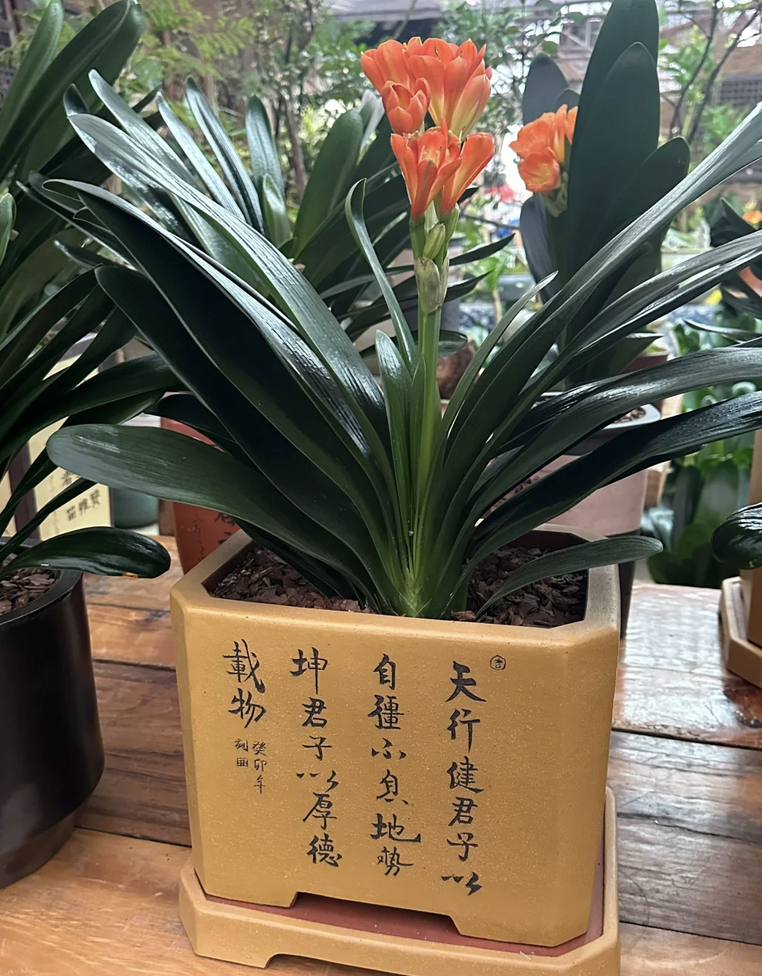 客廳養(yǎng)花擺放圖片_客廳養(yǎng)什么花_客廳養(yǎng)花有什么講究