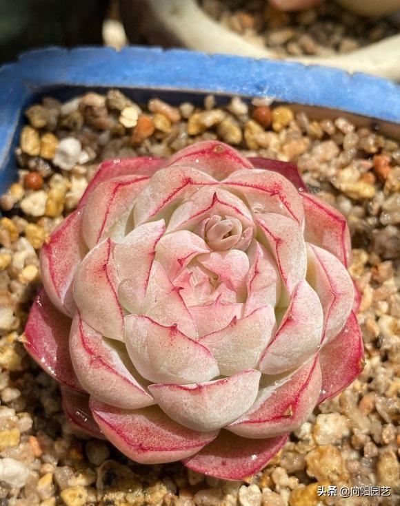 最受歡迎的10大多肉品種，顏值很高，深受花友喜歡，你養(yǎng)了嗎
