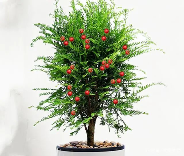 養花別亂選，八種對全家有好處的盆栽排行榜，居家養殖足夠了