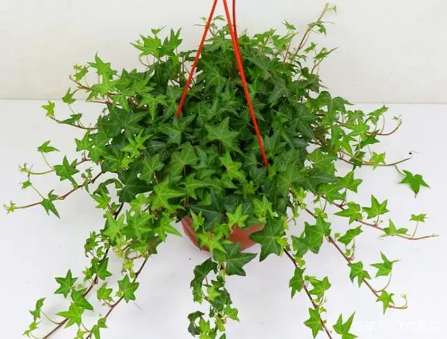 適合在家養的綠植_在家養綠植對身體有好處嗎_在家養綠植適合放什么