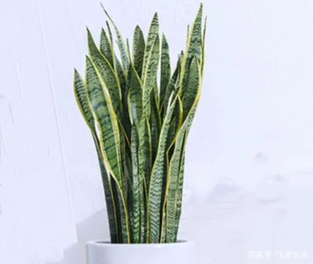 適合在家養的綠植_在家養綠植對身體有好處嗎_在家養綠植適合放什么