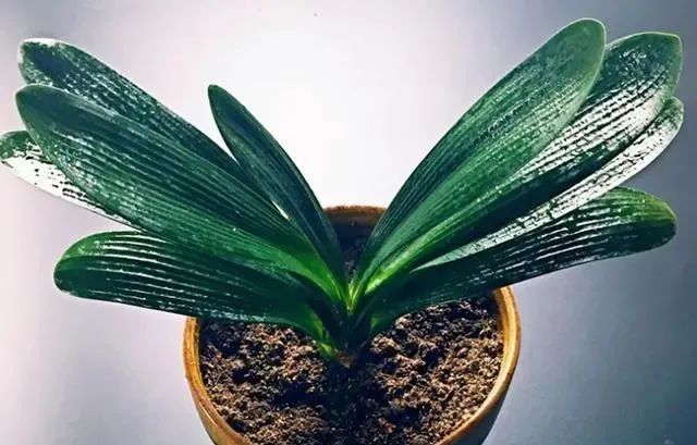 在家養綠植對身體有好處嗎_在家養綠植適合放什么_適合在家養的綠植