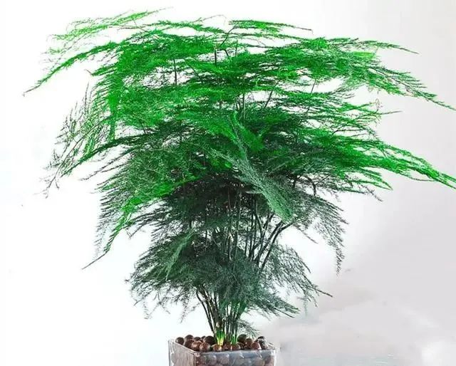 在家養綠植適合放什么_適合在家養的綠植_在家養綠植對身體有好處嗎