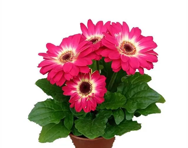 在家養綠植適合放什么_在家養綠植對身體有好處嗎_適合在家養的綠植