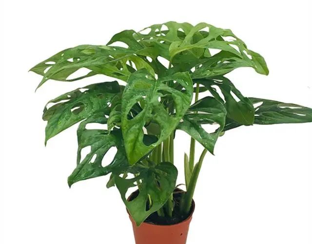 在家養綠植對身體有好處嗎_適合在家養的綠植_在家養綠植適合放什么