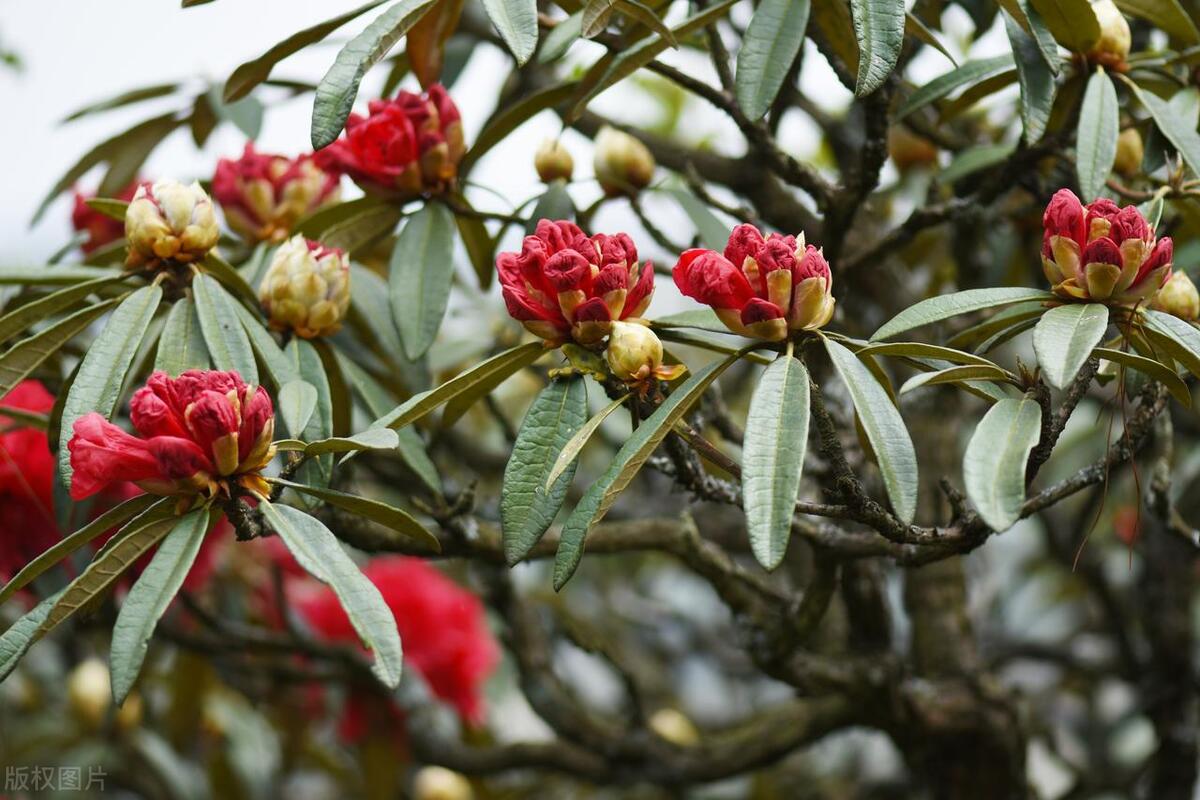 這些花愛吃“醋”，要用酸土養(yǎng)，否則長勢不好，開花少