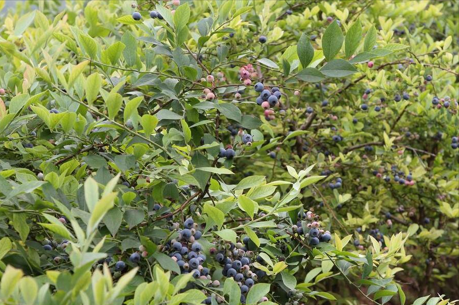 酸性花卉有哪些_酸性花卉大全_種花酸性物質