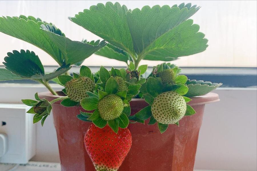 酸性花卉大全_種花酸性物質_酸性花卉有哪些