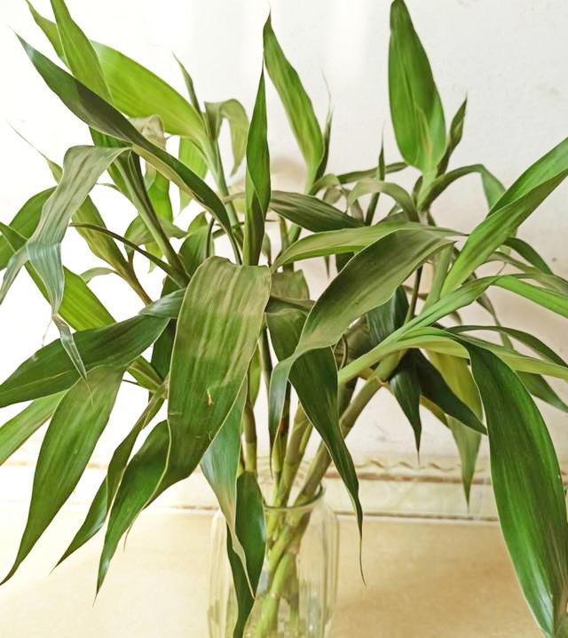 養水培植物用什么水好_培植養物水好還是草好_好養的水培植物