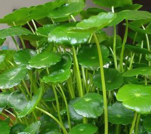 培植養物水好還是草好_好養的水培植物_養水培植物用什么水好