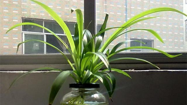 好養的水培植物_養水培植物用什么水好_培植養物水好還是草好