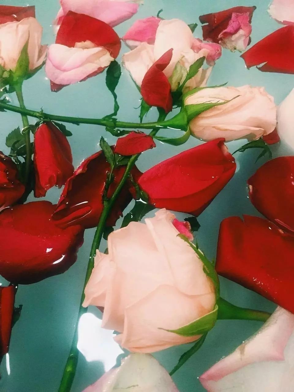 第一次送花給女朋友怎么說_女朋友送花怎么回復_女朋友送花說說