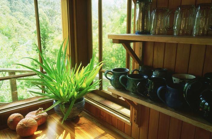 養在室內最喜歡光照的植物，這7種都不怕陽光直射