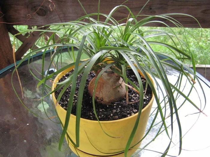 花卉室內(nèi)陽光喜歡什么顏色_花卉室內(nèi)陽光喜歡陽光嗎_喜歡陽光的室內(nèi)花卉