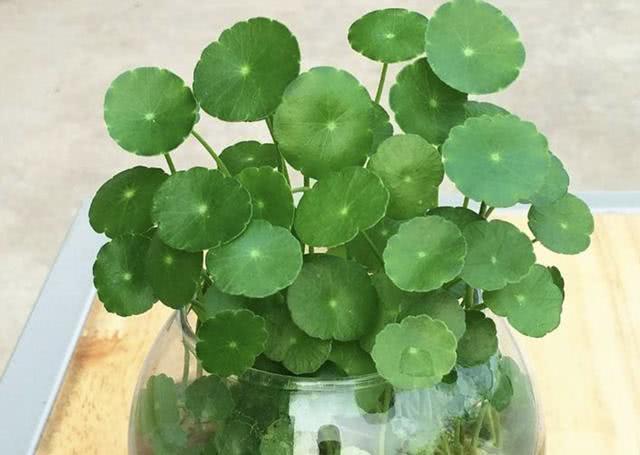 銅錢草“別亂養(yǎng)”，犯了“3個(gè)錯(cuò)誤”，葉片會(huì)發(fā)軟，難成活！