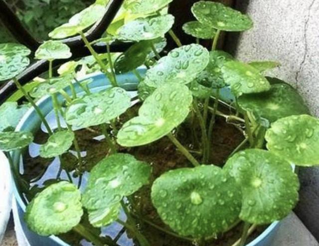 銅錢草適合室內養嗎_銅錢草適合室內養嗎_銅錢草適合室內養嗎