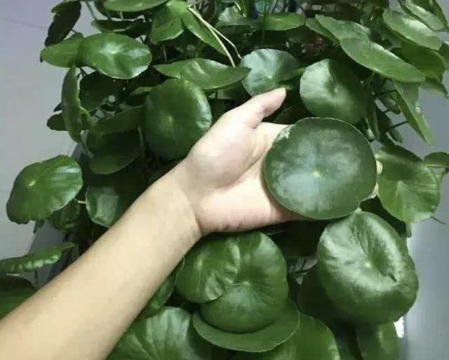 銅錢草適合室內養嗎_銅錢草適合室內養嗎_銅錢草適合室內養嗎