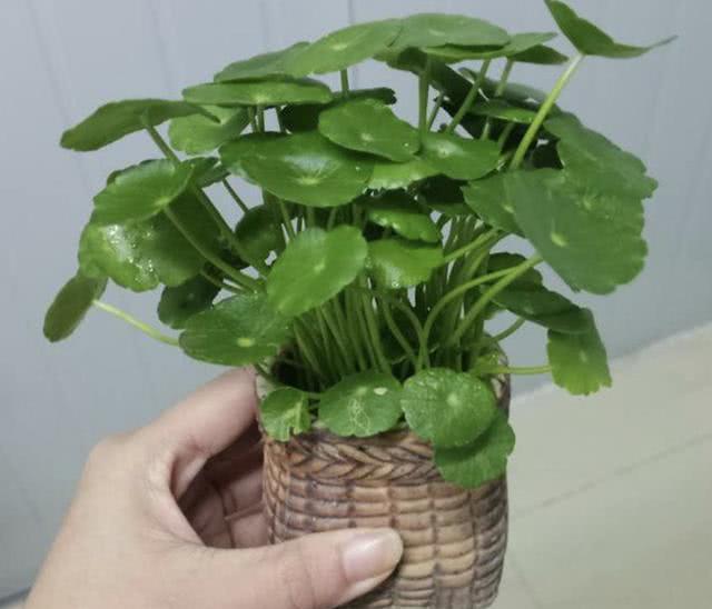 銅錢草適合室內養嗎_銅錢草適合室內養嗎_銅錢草適合室內養嗎