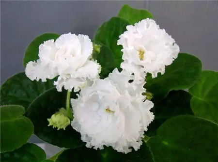 不見光的室內(nèi)適合養(yǎng)的花_室內(nèi)養(yǎng)適合見花的花盆_室內(nèi)適合養(yǎng)什么花招財(cái)