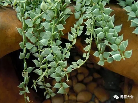 室內(nèi)養(yǎng)適合見花的花盆_室內(nèi)適合養(yǎng)什么花招財(cái)_不見光的室內(nèi)適合養(yǎng)的花