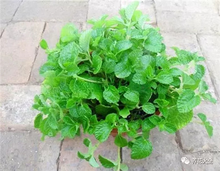 不見光的室內(nèi)適合養(yǎng)的花_室內(nèi)適合養(yǎng)什么花招財(cái)_室內(nèi)養(yǎng)適合見花的花盆