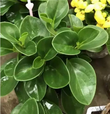 室內(nèi)養(yǎng)適合見花的花盆_室內(nèi)適合養(yǎng)什么花招財(cái)_不見光的室內(nèi)適合養(yǎng)的花