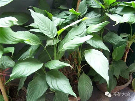 室內(nèi)養(yǎng)適合見花的花盆_不見光的室內(nèi)適合養(yǎng)的花_室內(nèi)適合養(yǎng)什么花招財(cái)