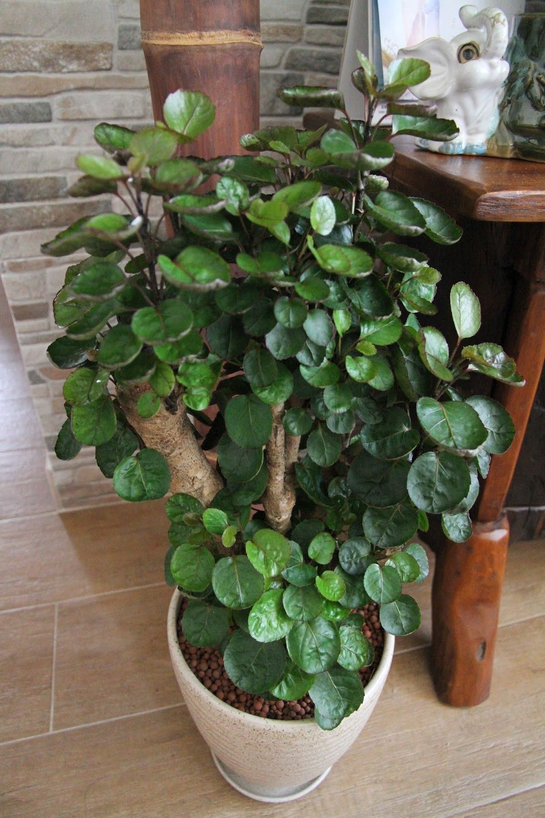 養(yǎng)在客廳的大型綠植，凈化空氣的能力是盆栽的10倍