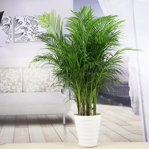 客廳養大型綠植適合什么花盆_客廳養大型綠植適合什么花_適合養在客廳的大型綠植