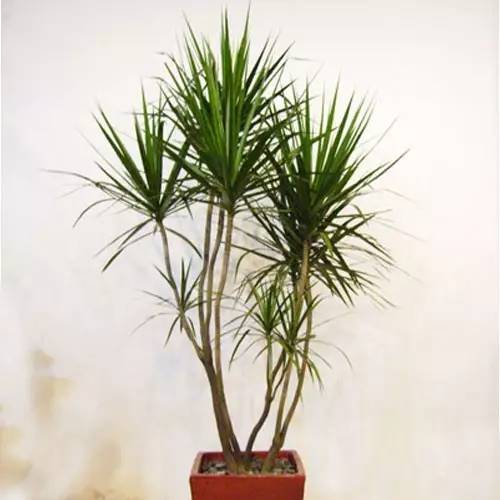 客廳養大型綠植適合什么花_適合養在客廳的大型綠植_客廳養大型綠植適合什么花盆