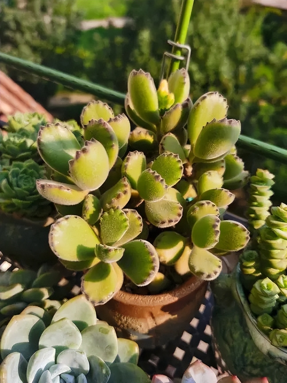 越養(yǎng)越旺的5種多肉植物，皮實(shí)好養(yǎng)愛爆盆，看看你喜歡哪種？