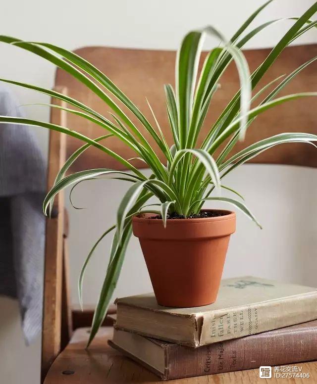 新房吸甲醛的植物最厲害的7種，少一種都不樂意