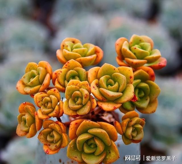 5款愛爆盆的多肉，大半年新芽擠滿盆，秋冬曬曬狀態(tài)美極了