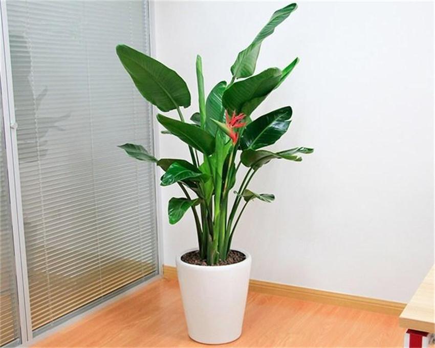 室內養綠植好處_室內養什么綠植好_室內養綠植好嗎