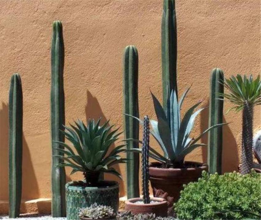 室內養什么綠植好_室內養綠植好嗎_室內養綠植好處